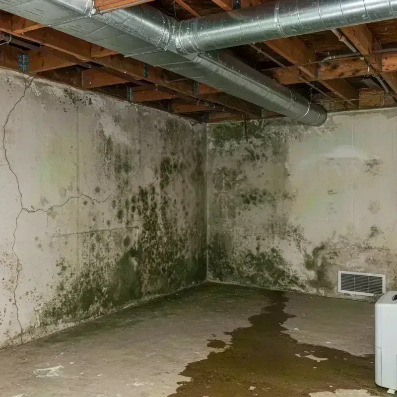 Professional Mold Removal in Security-Widefield, CO